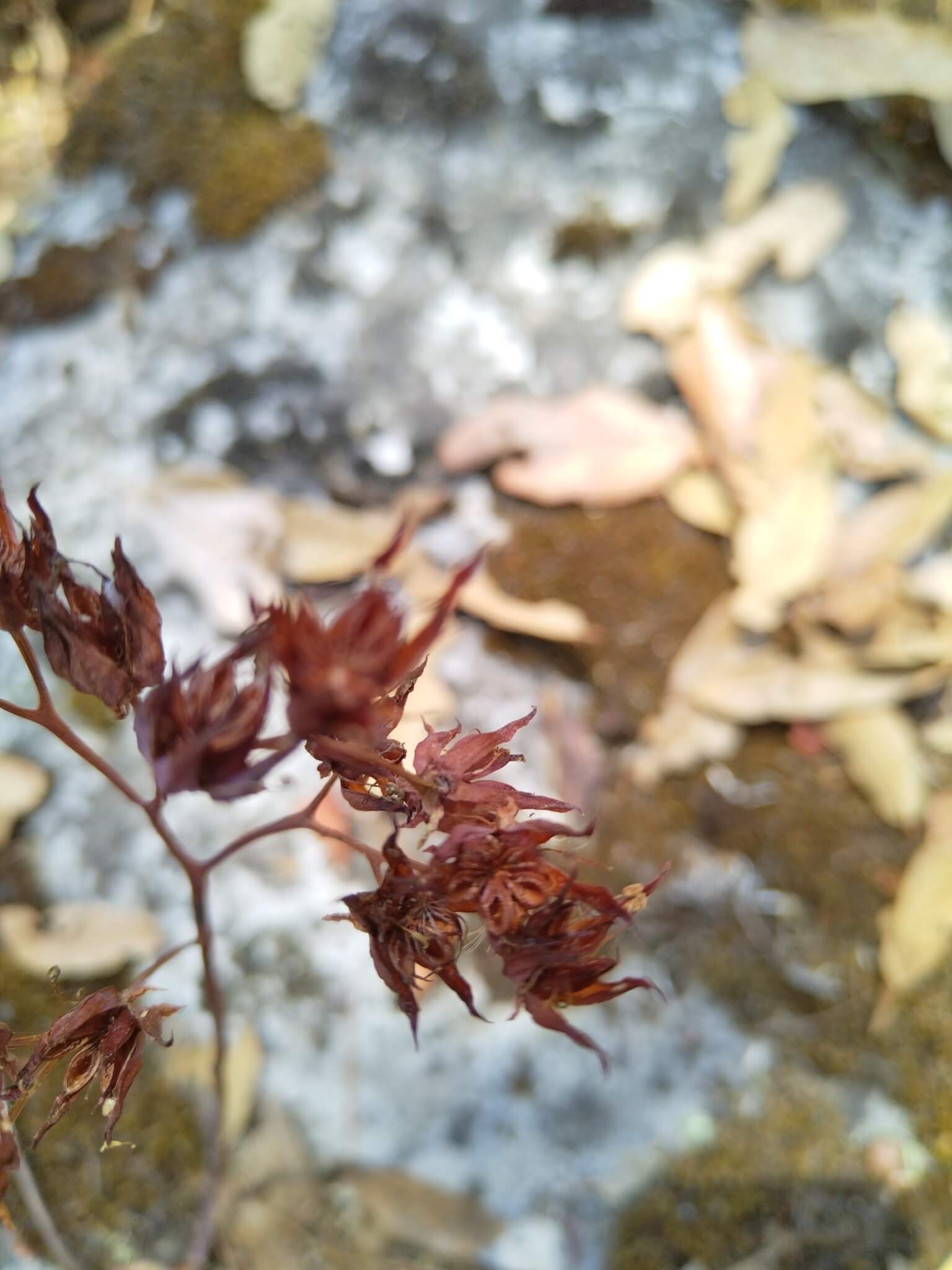 Echeveria cerrograndensis